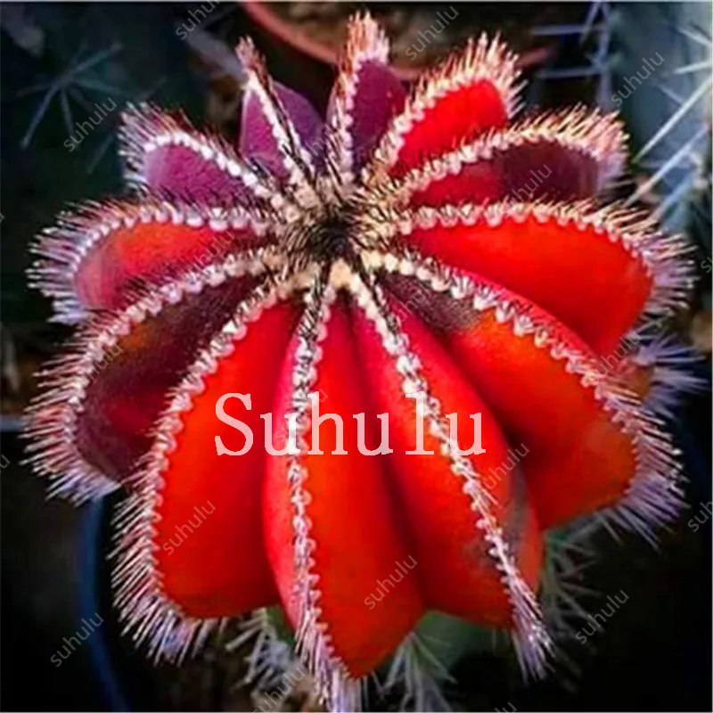 Mix Lithops Bonsai 200 Pcs Living Stones Succulent Cactus Organic Garden Bulk Bonsai Plant For Indoor Succulent 100% Natural