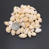 50pcs White DIY Sea Shell Cowrie Cowry Charm Beads Beach Jewelry Accessories for Women Sea Shells Earrings Bracelet Necklace diy ► Photo 3/6