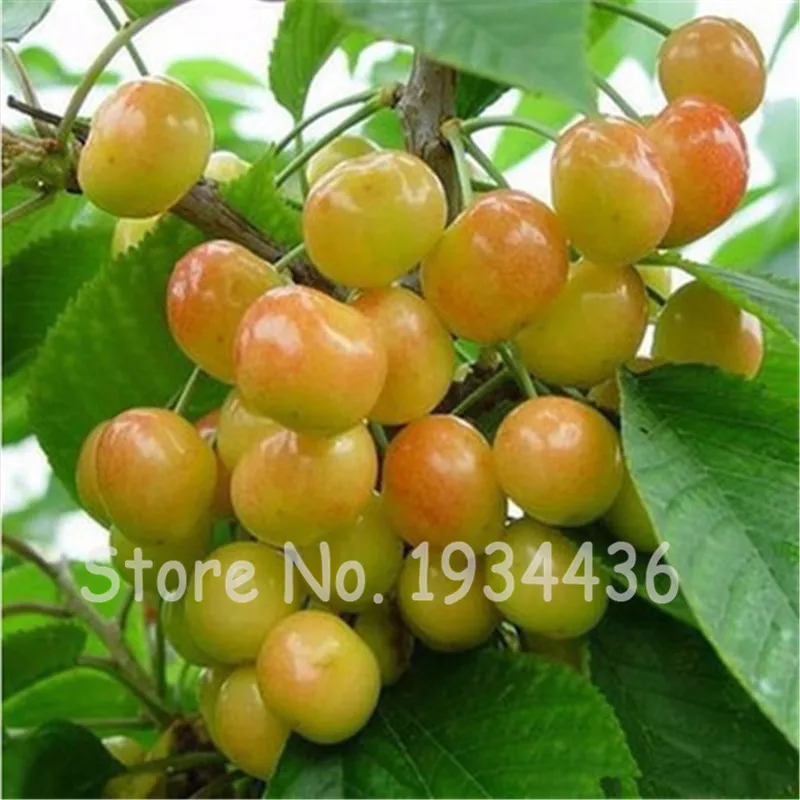 30 Pcs America Cherry Organic Fruit Plantas Bonsai Sweet Cherries Frutas Tree Grove Mini Garden Decoration Plantas Tropicales
