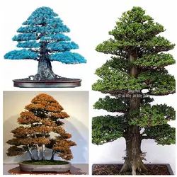Подробная информация о 100 шт. редкое дерево бонсаи растения бонсай японский кедр