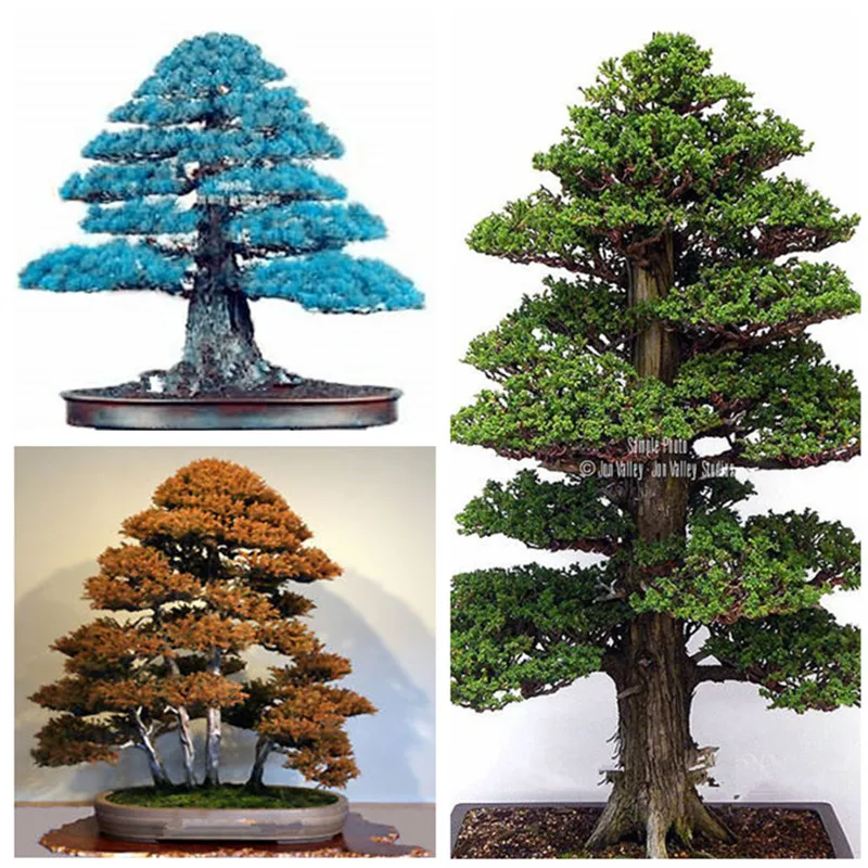 Details about 100PCS Rare Tree bonsais Bonsai Plant JAPANESE Cedar