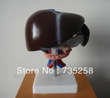 Liver, Pancreas and Duodenum Model, Liver Anatomical Model