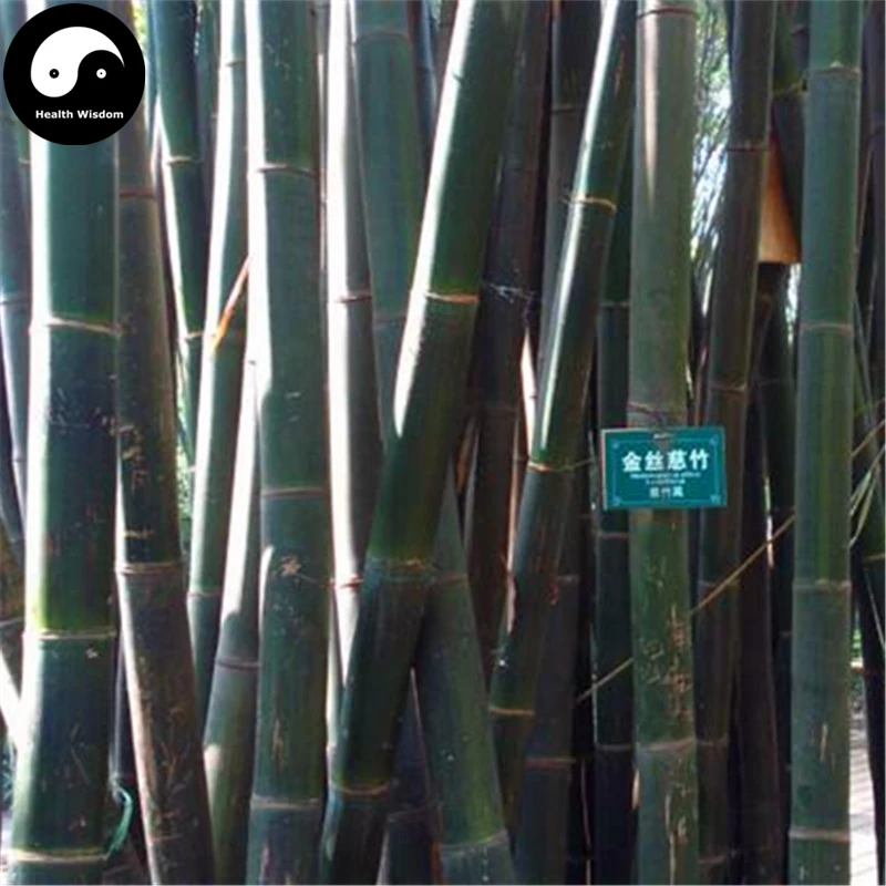 Buy Ci Bamboo Tree Semente 60pcs Plant Chinese Bamboo For Bamboo Shoots