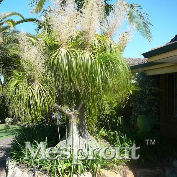 

10PCS Beaucarnea Recurvata Coconut Koreana Bonsai Flower Bonsai Plant DIY Home Garden Rare Tree Bonsai For Home Garden Planting