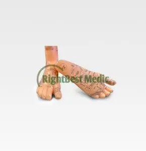 

English Medical Acupuncture Model Foot Reflexology Zone Model (Right & Left) 17cm