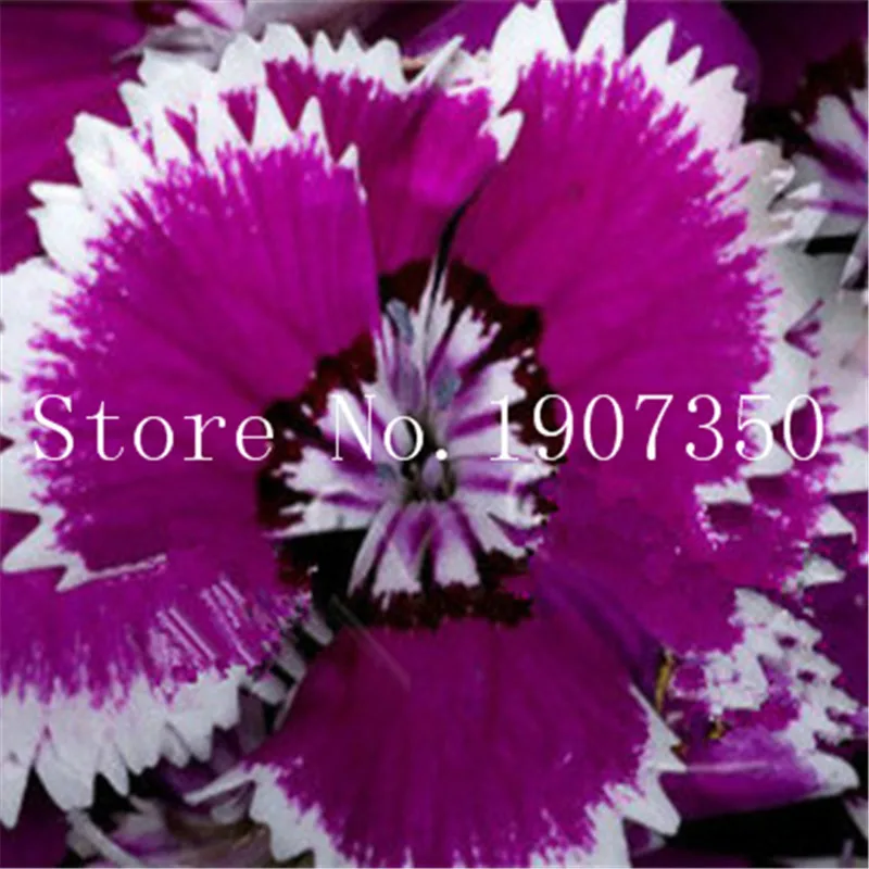 New! 200 pcs Mixed Carnation Flower, bonsai Carnation flower Bonsai, florists Flower Perfumed Garden,plant for home & garden