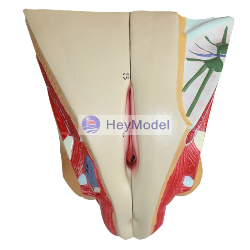 Heymodel Female Pelvic Median Sagittal Section Model Male -4583