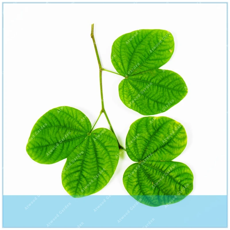 

Zlking Rare Exotic 10pcs Moringa Tree Perennial Bonsai Can Be Oiled For Home Garden Easy To Grow