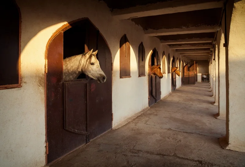 

Laeacoo Twilight Rural Farm Horse Stable Corridor Scene Photography Backdrops Vinyl Customs Photo Backgrounds For Photo Studio