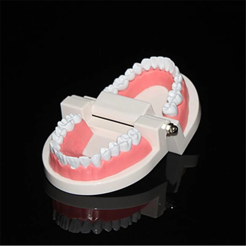 Adult Dental Model Oral Health Care Teeth Model Dental Lab Equipment ...