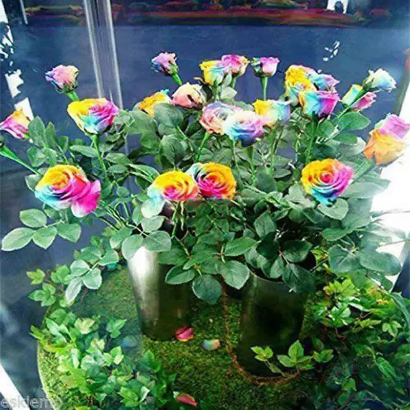 50 seeds rare rainbow rose seed flowers lover colorful home garden plants rare rainbow rose flower - Flowers For Home Garden 50 seeds rare rainbow rose seed flowers lover colorful home garden plants rare rainbow rose flower - Flowers For Home Garden