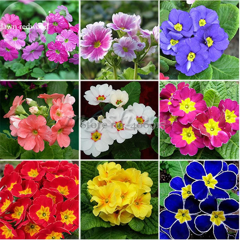 Popular Beautiful Flower TypesBuy Cheap Beautiful Flower Types lots