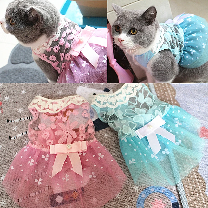 Кошка В Платье Фото