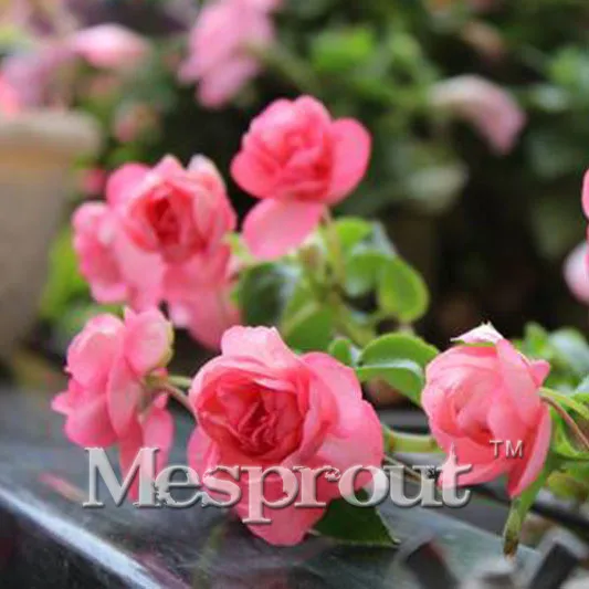 

New Arrival! 100PCS Pink Gloxinia Perennial Flowering Plants Sinningia Speciosa Bonsai Balcony Flower for DIY Home & Garde