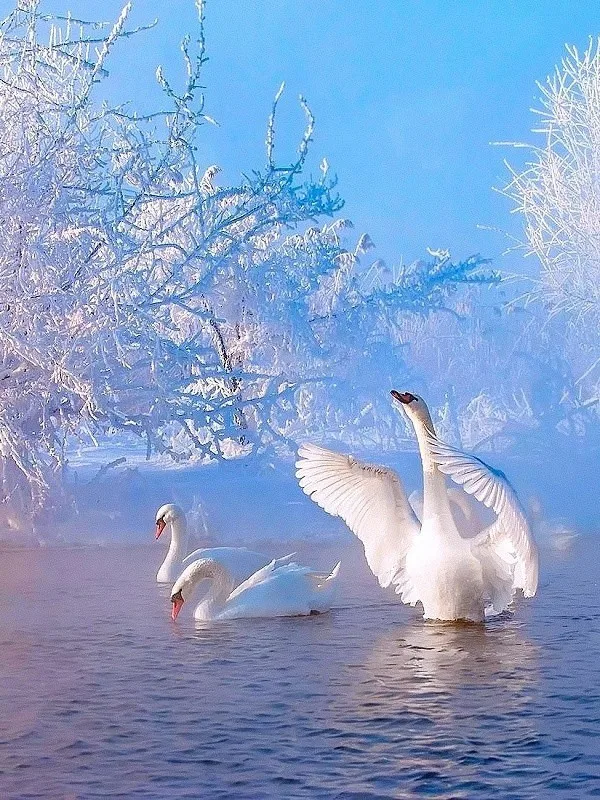 

Diy diamond painting swan rhinestones picture for living room 5d diamond embroidery mosaic home decoration wall art