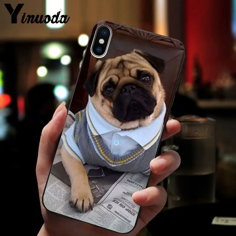 Cute pug dog