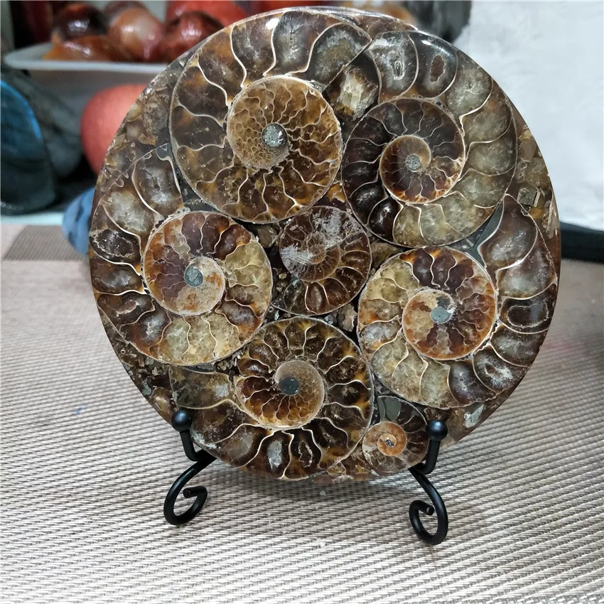 Аммонит Fossil Slice Plate Natura Shell a compassl Мадагаскар FOSSIL с лечебным действием, образцы украшения