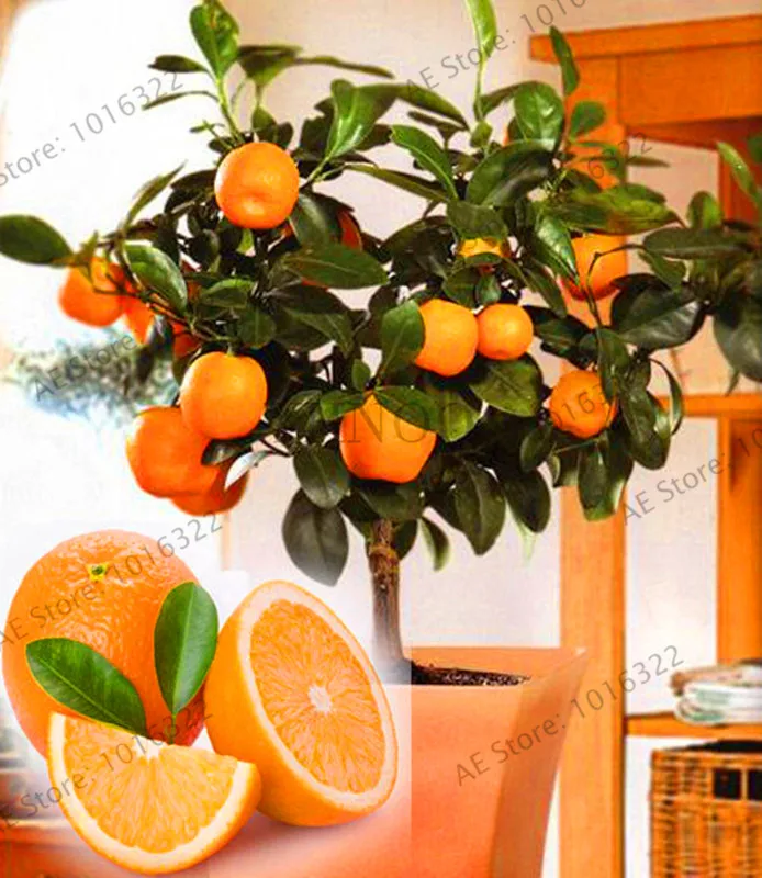 Us 0 28 65 Off New Fresh Fruit Plants Orange Tree Garden Dwarf Washington Navel Grow Indoors In Bonsai Or Outdoors 30pcs Bag F8h6mh From Us 0 28 65 Off New Fresh Fruit Plants Orange Tree Garden Dwarf Washington Navel Grow Indoors In Bonsai Or Outdoors 30pcs Bag F8h6mh From