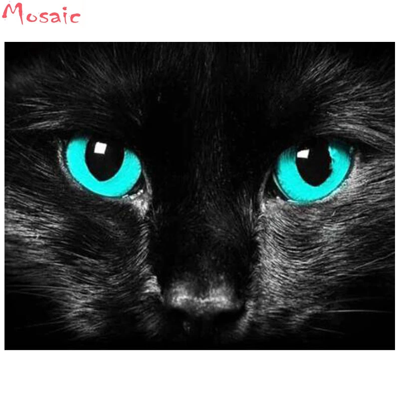 black kitten with blue eyes for sale