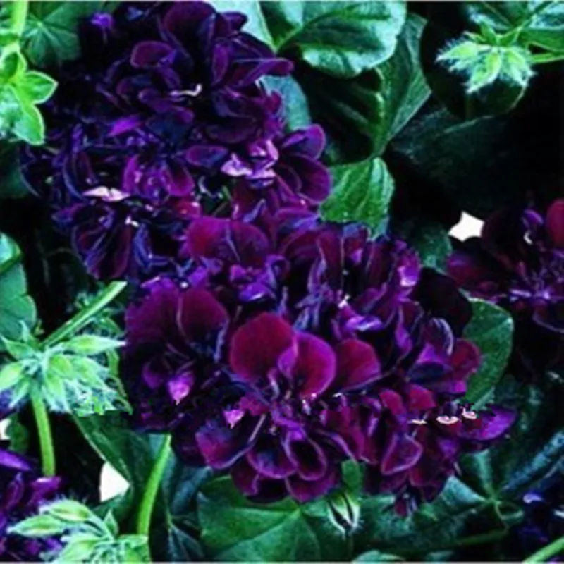 Rare purple Geranium seeds, potted balcony, planting ...