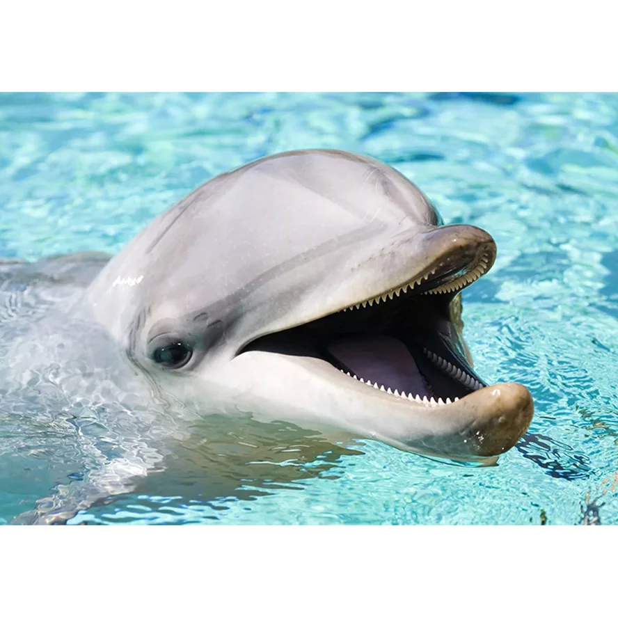 DIY Diamond Painting Full round Drill Mosaic Sticker Painting smile dolphin Cross Stitch 100% 5d Diamond Embroidery Icon