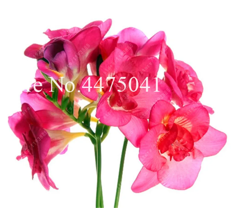 120 Pcs Freesia Bonsai Garden Freesia Bulbs Flower Bonsai Flower Flowers Orchid Freesia Rhizome Bulbous Flowers (Mix Colors)
