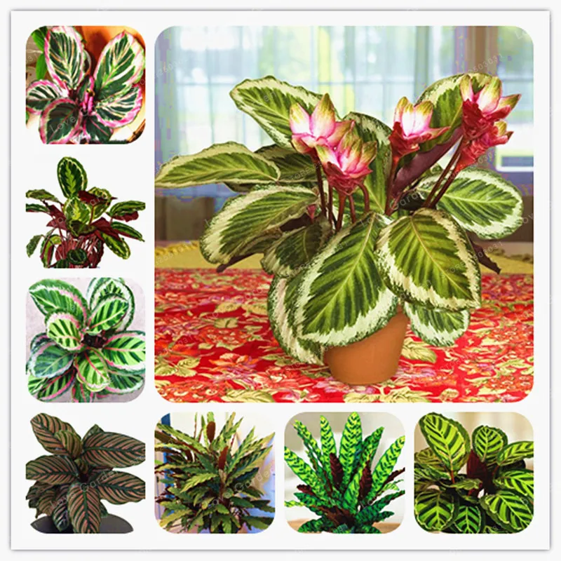 office desk plants promotion-shop for promotional office desk office desk plants promotion-shop for promotional office desk