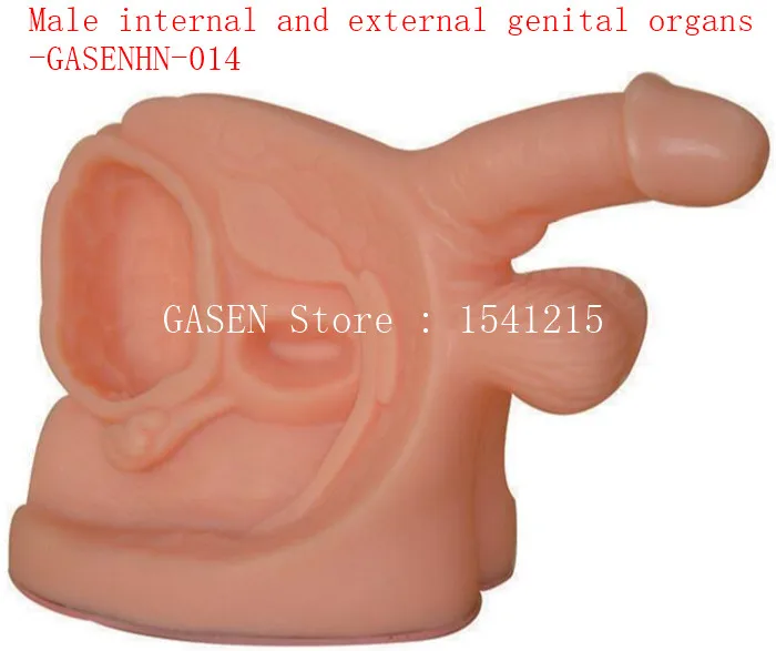 Эта модель показывает, что мужские взрослые гениталии, анатомия, пенис, Мошонка мужские внутренние и внешние генитальные organs-GASENHN-014