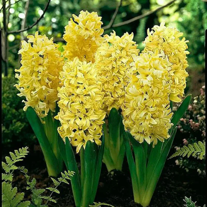 

100pcs Hyacinth Bonsai Perennial Hyacinth potted plant Indoor Plant Easy Grow In Pots Bonsai plant flower for home garden Piante