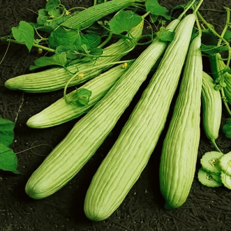 

Cucumber 'Armenian Yard Long 100 " Fresh Harvest