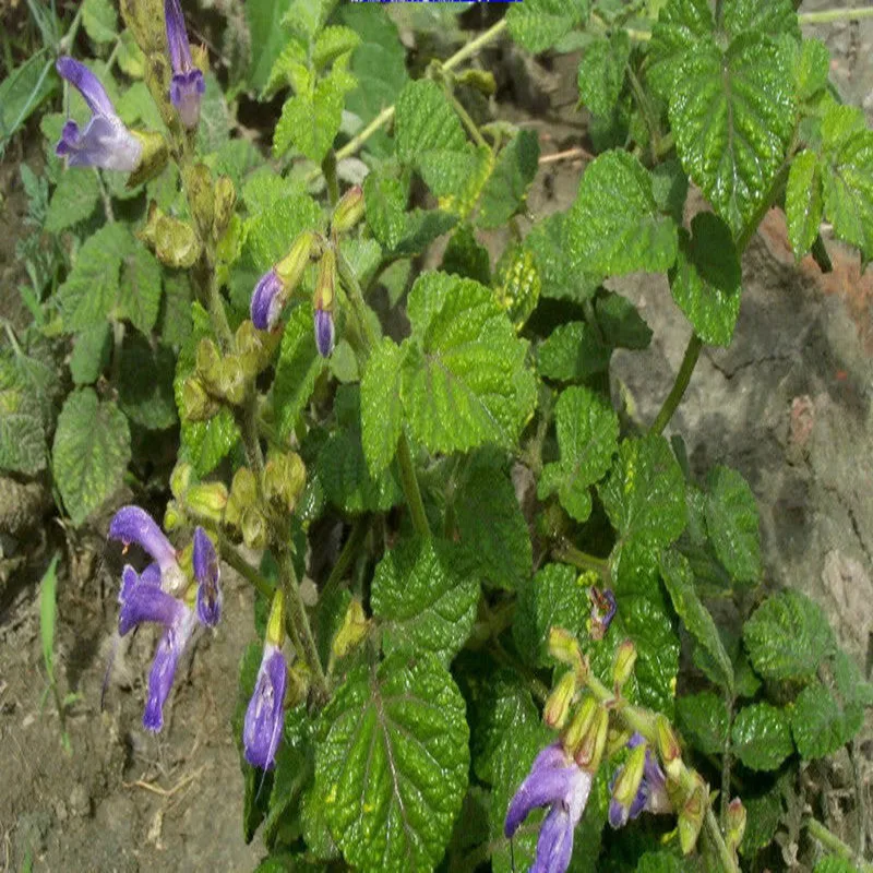 100-1000 г Чистый Экстракт Salvia miltiorrhiza 20:1, экстракт Danshen для снятия стаза крови, порошок Radix Salviae miltiorrhisae