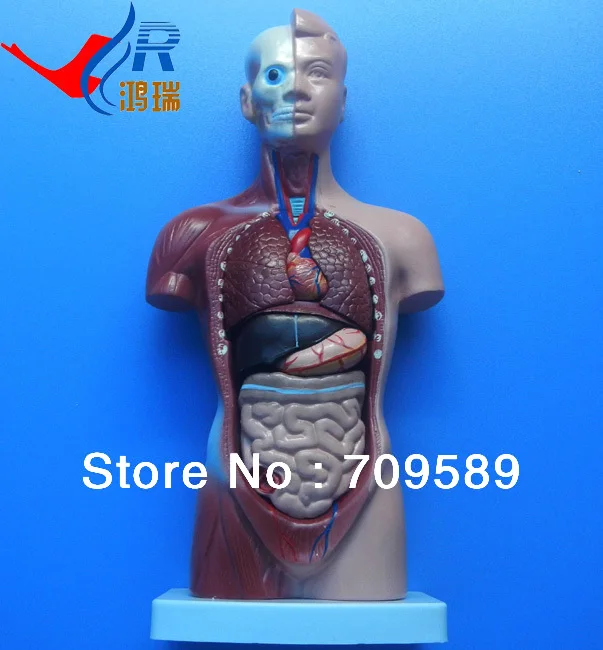 

Medical Torso Model 26cm with 15 Parts, Anatomical Torso Model