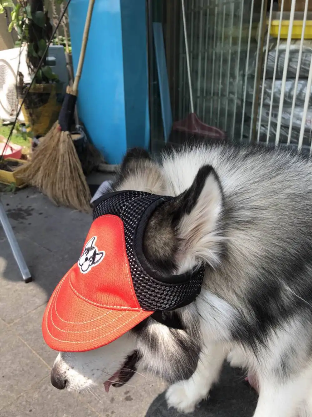 dog hat (5)