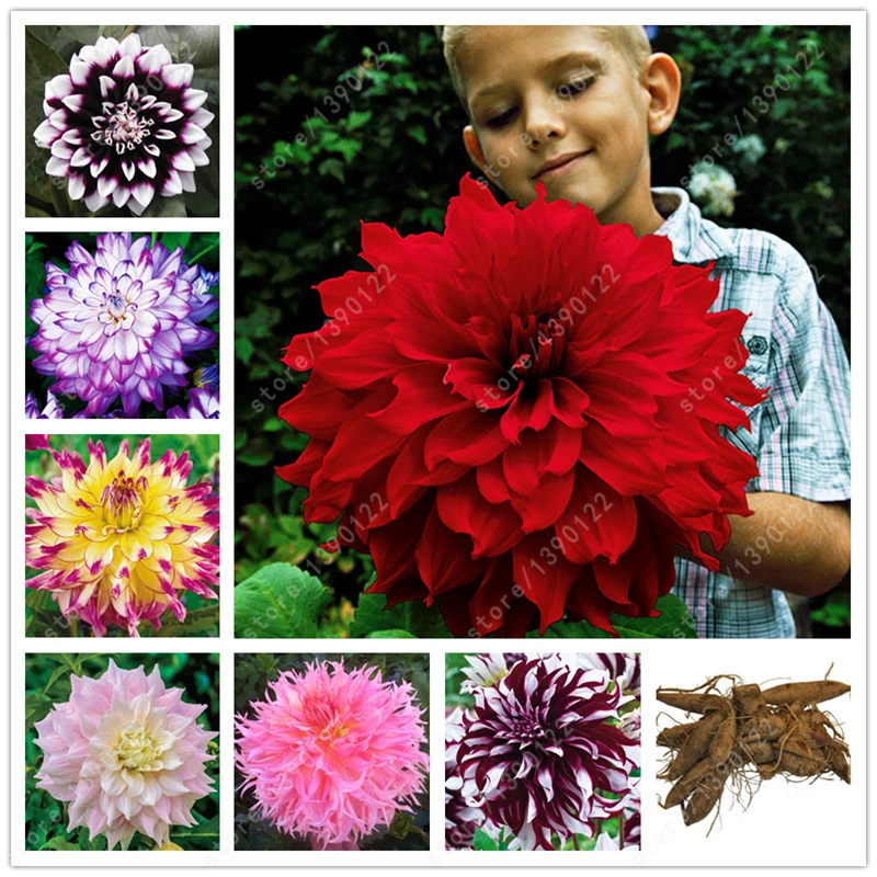 True dahlia bulbs,dahlia flower,(not dahlia seeds),bonsai flower bulbs,Symbolizes courage and lucky,home garden plant-2 bulbs