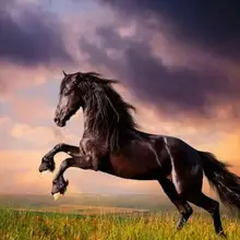 Животные лошадь масляная краска по номерам diy холст Настенный декор Ручная щетка окрашенная Картина Рисунок Раскраска по номерам 40x50 см