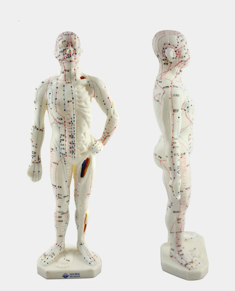 

Medical Chinese -English Medicine Meridians Acupuncture Moxibustion Model Acupuncture Point Mannequin Acupuncture Model 26cm