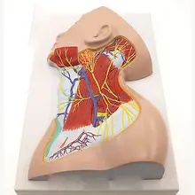 Human Neck Superficial Muscle Blood Vessel Nerve Model Anatomy Natural Life Size Medical Science