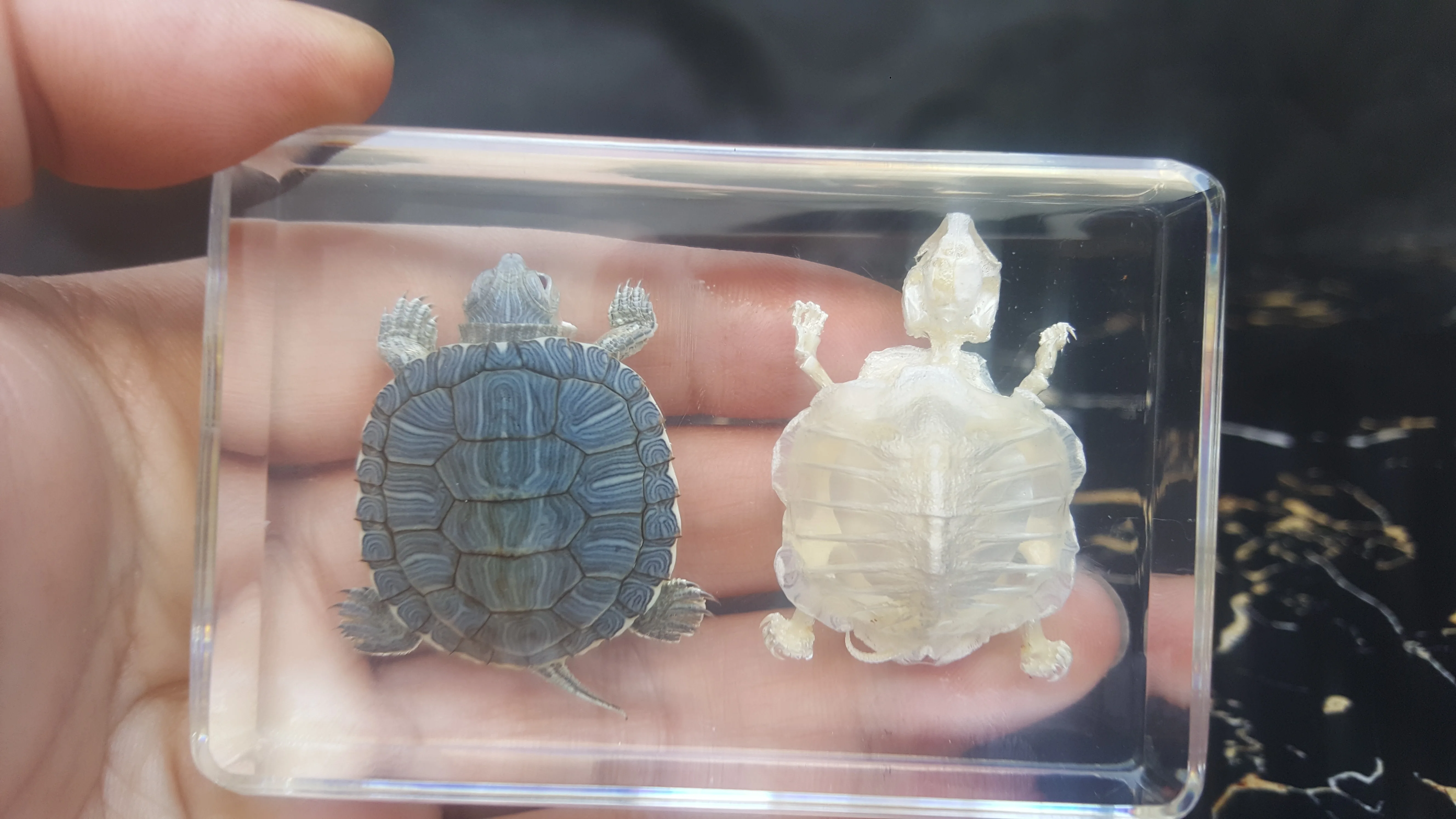 

Turtle Taxidermy Fish Skull Skeleton Crystal Funny Real turtle Art Framed Reptile Display Real Resin Embedding Natural Intermed