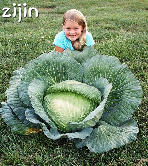 

Hot Sale! New 200pcs Rare Giant Cabbage bonsai organic garden vegetables 98%+ germination courtyard plant pot for home