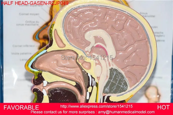Модель человеческого мозга, анатомическая модель, анатомическая модель мозга, экологическая PVCMATERIAL, медицинская анатомическая GASEN-RZJP049 торса