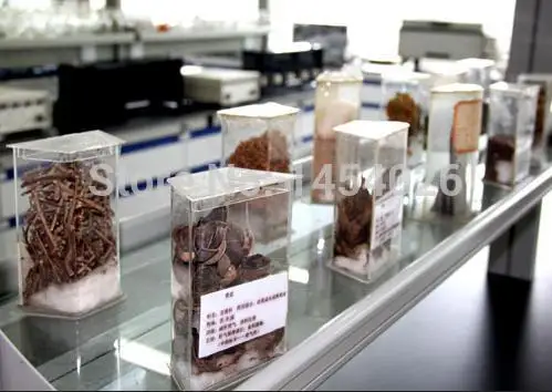 Plant Viagra enhance sexual ability strengthen