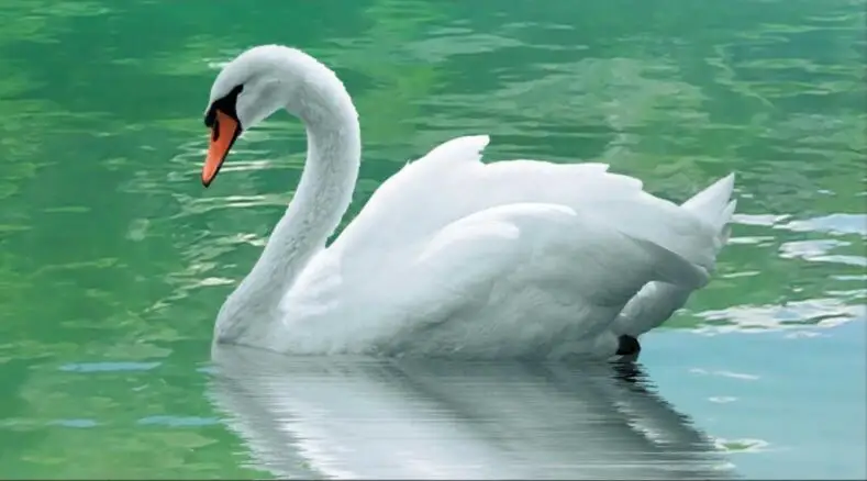 QQ20180317235557