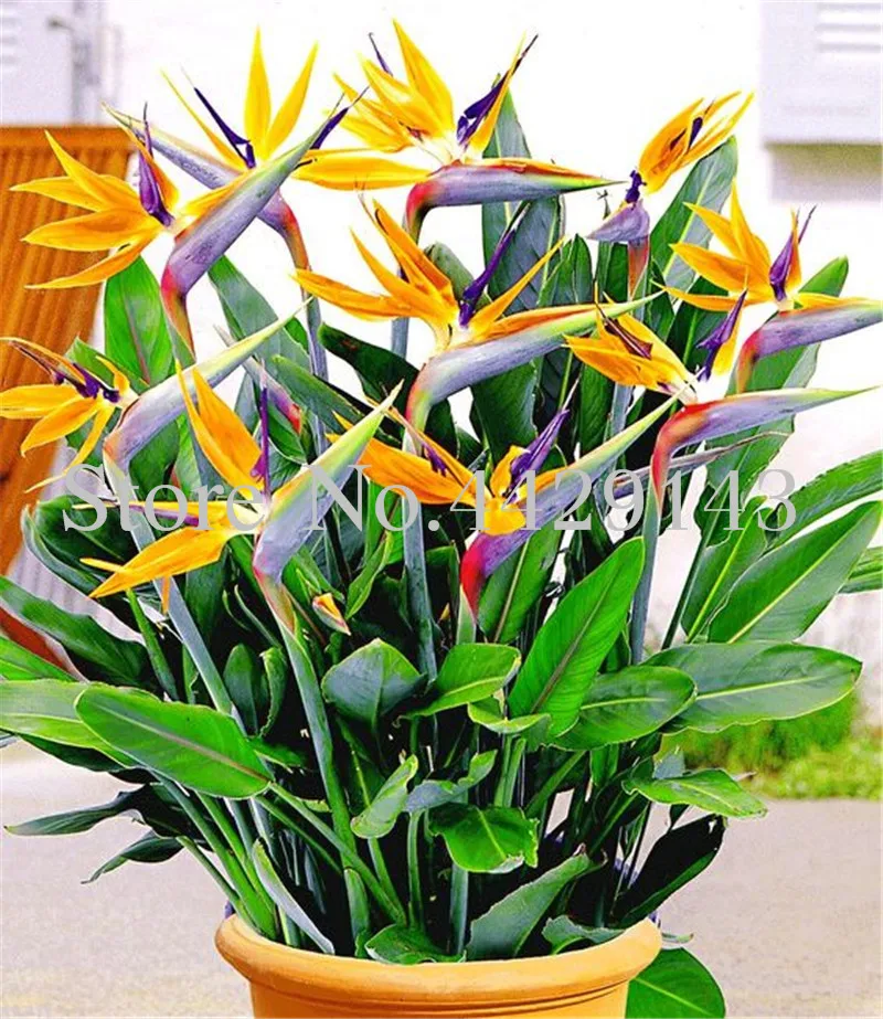 

100 Pcs Strelitzia bonsai Garden Perennials Flower Bird of Paradise plant Strelitzia Indoor Bonsai Orchid Flower Blooming Plant