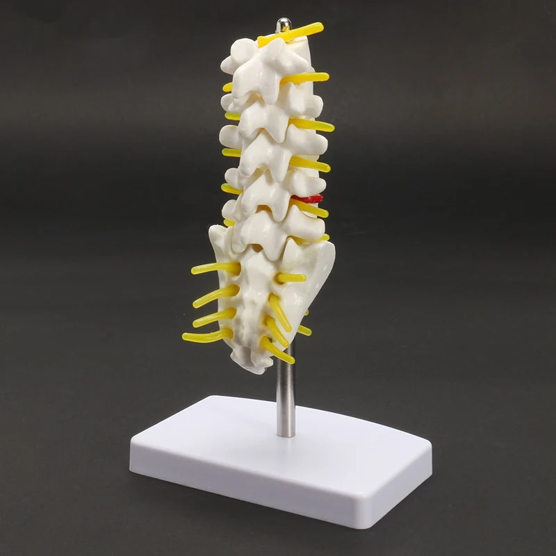 KiWarm 1 шт. 15 см мини человеческая поясница позвонка Sacrum Coccyx анатомический медицинский позвоночник модель статуи скульптуры