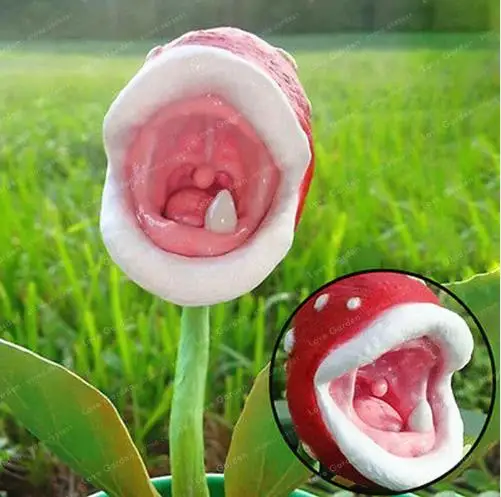 Insect Catching Succulent Plant Enchantress Carnivorous Plant Desk Pot Bonsai Seeds Slurperon Seeds Flowers Garden Plant 200 Pcs