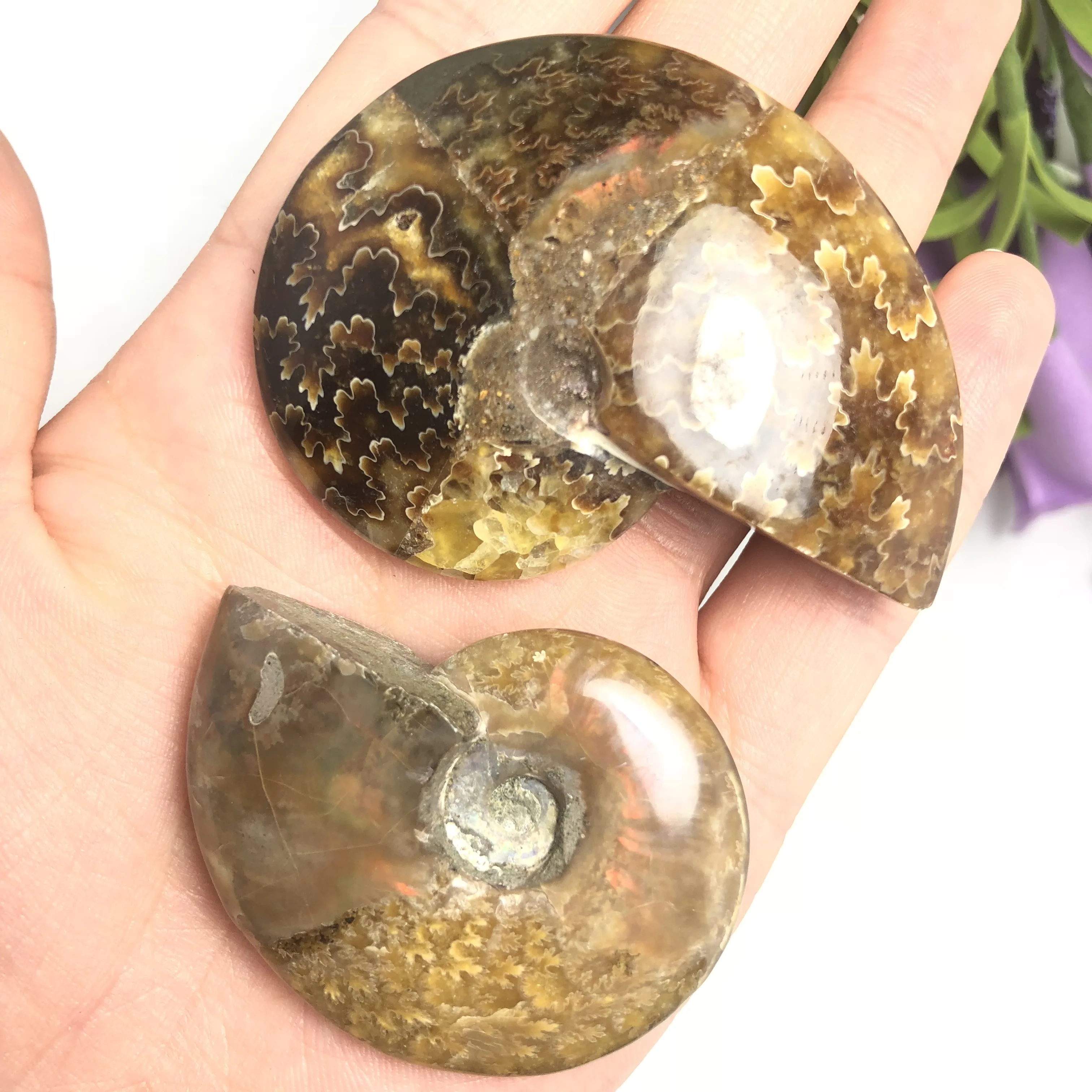 

Colorful!!!Natural Polished "Goat Horn" Fossil Ammonite Conch Douvilleiceras Madagascar Mineral Specimen