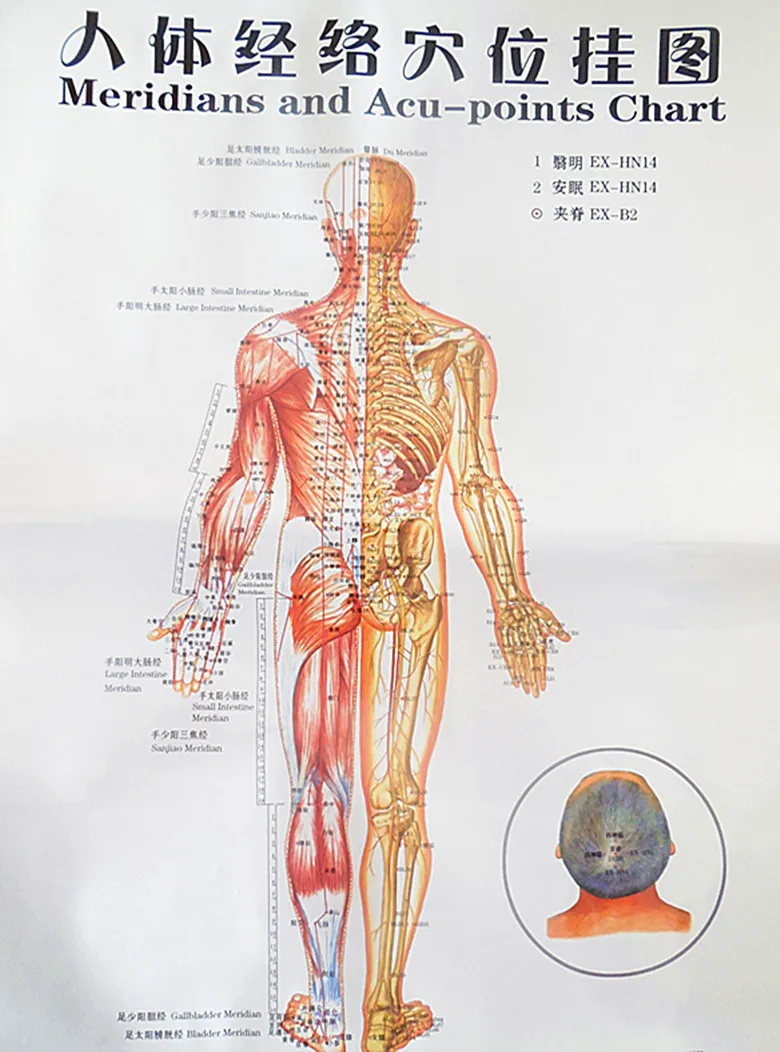 Meridian Chart Of The Human Body