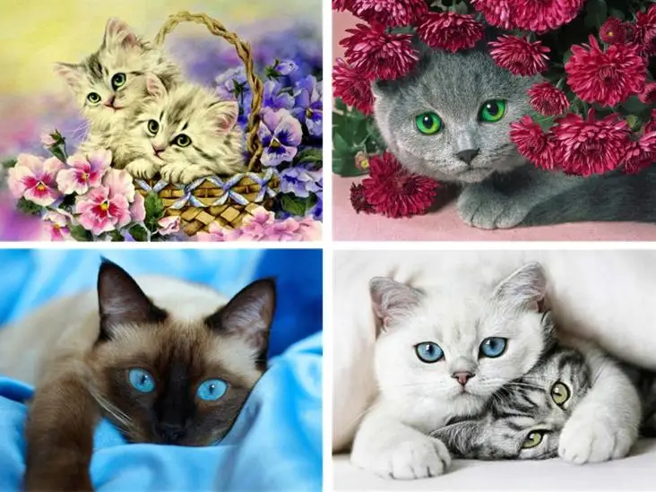 

Diamond Painting Diamond embroidery 5d diy full square animals cat - diamond mosaic diamond paint daimond painting