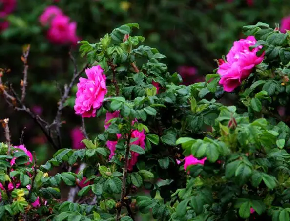 Натуральные лепестки роз к свадьбе сушеные цветочные лепестки для свадьбы и вечерние украшения биоразлагаемые лепестки роз 5 г/пакет