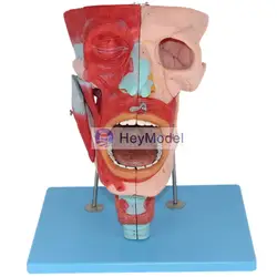 Heymodel носа, оральный секс, глотки, горло модель